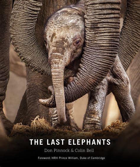 The Magic Elephant Book: An Enchanted Escape
